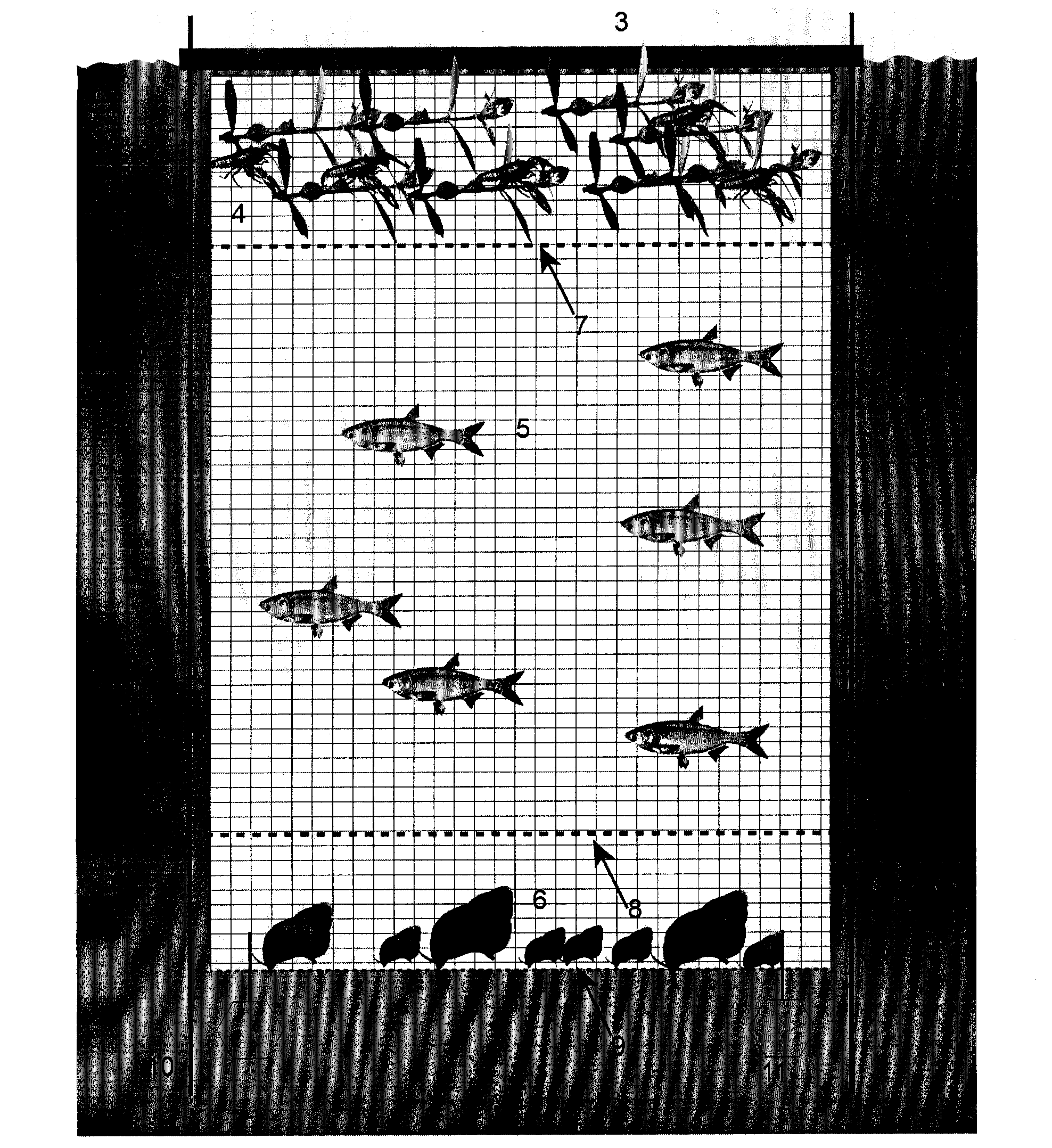 Algae bloom control method based on biologic chain relationship