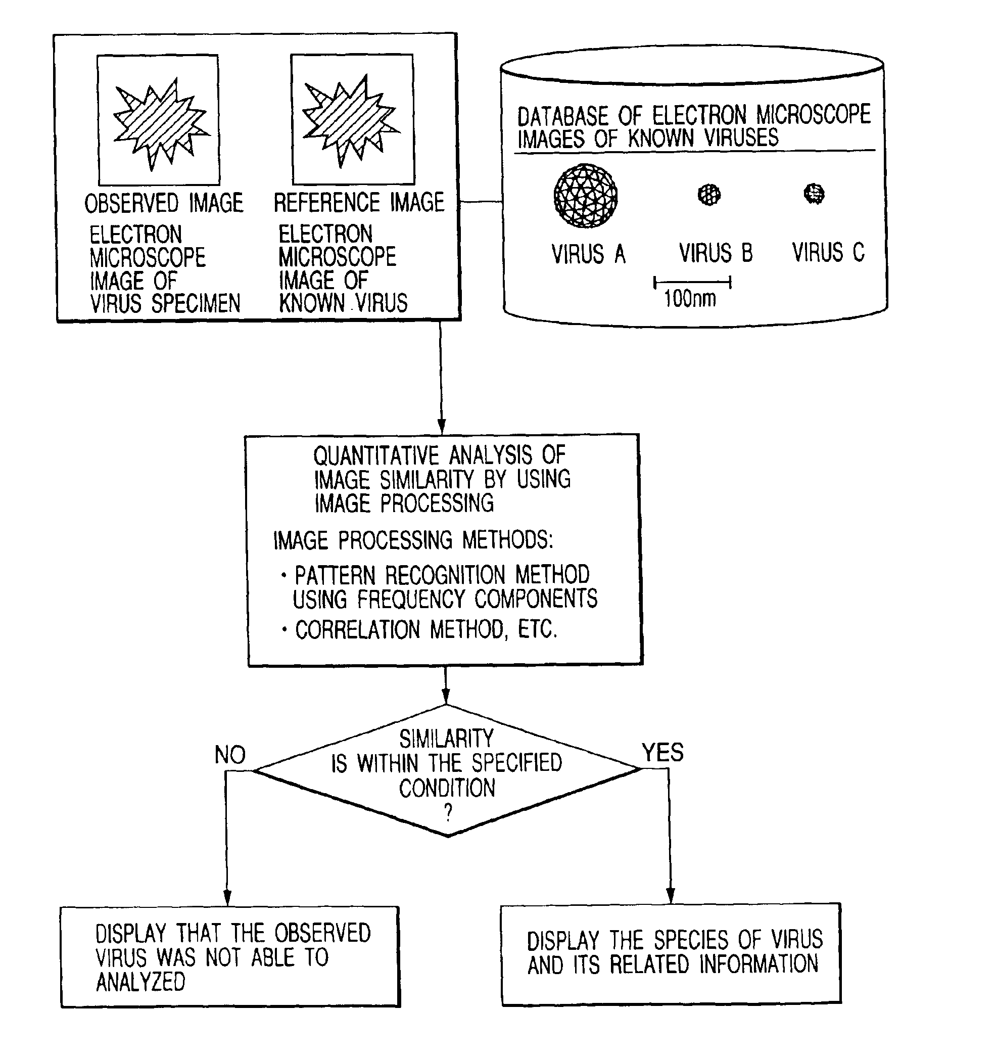 Bio electron microscope and observation method of specimen