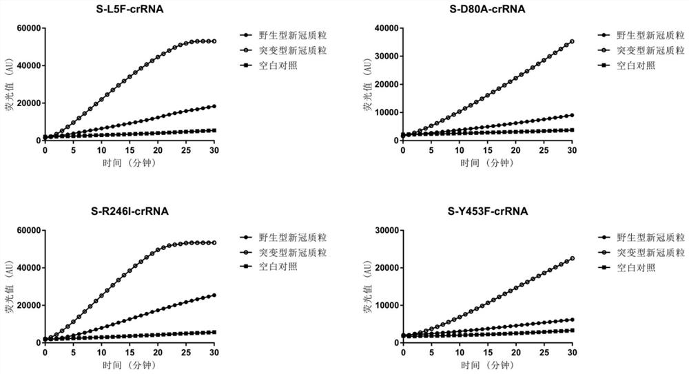 Method for detecting novel coronavirus variants and subtypes