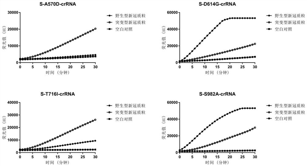 Method for detecting novel coronavirus variants and subtypes