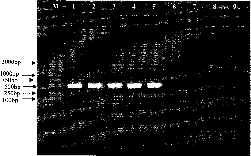 Method for assisting in identifying root-knot nematodes and special primer pair thereof