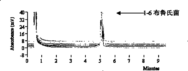 Detection kit and detection method for brucellae in meat products