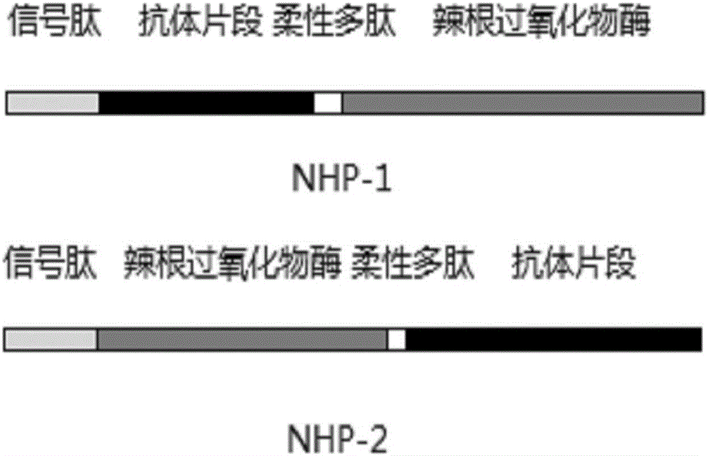 Fusion protein of horseradish peroxidase and antibody fragment and application