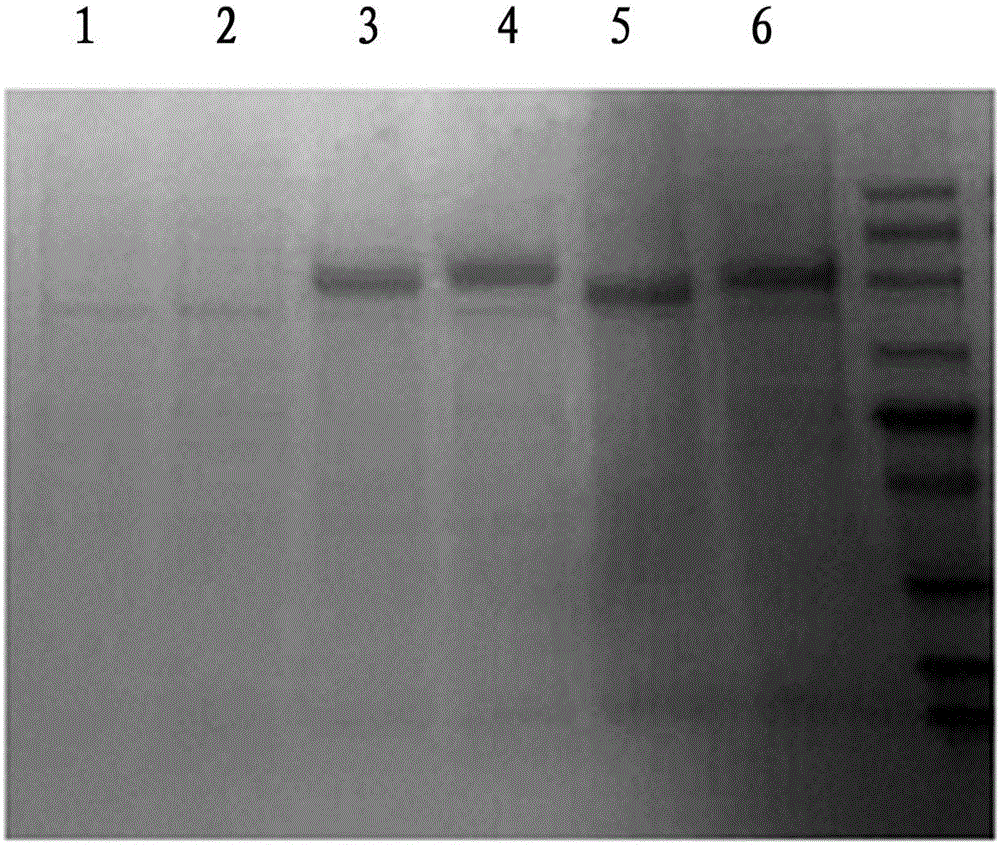 Fusion protein of horseradish peroxidase and antibody fragment and application