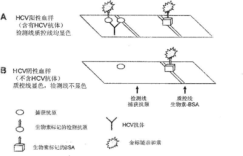 Direct Application of Recombinant Fusion Proteins in Rapid Diagnostic Tests