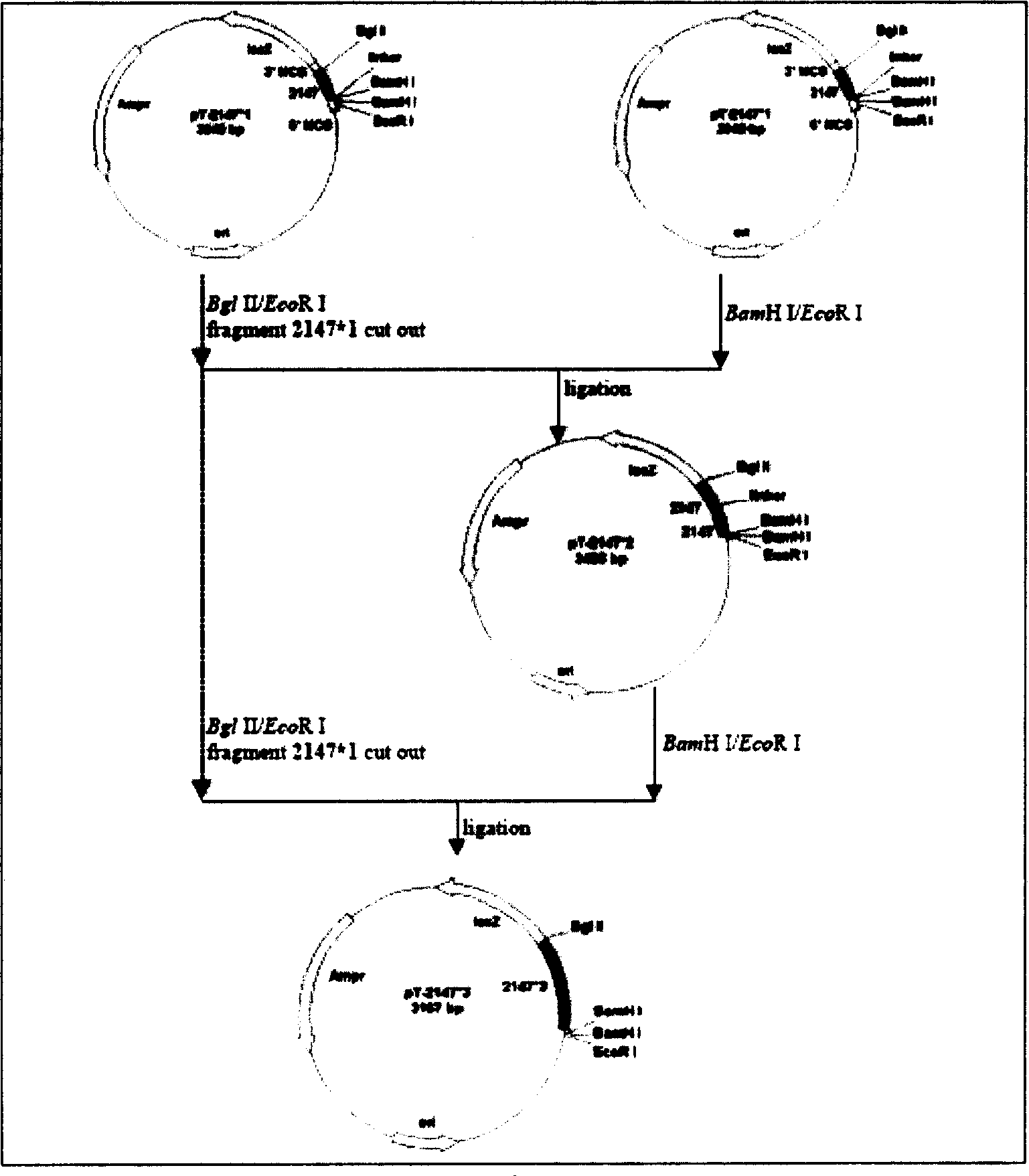 Method for joint investigating hepatitis B virus pro S1 antigen and nuclear antigen and diagnostic kit