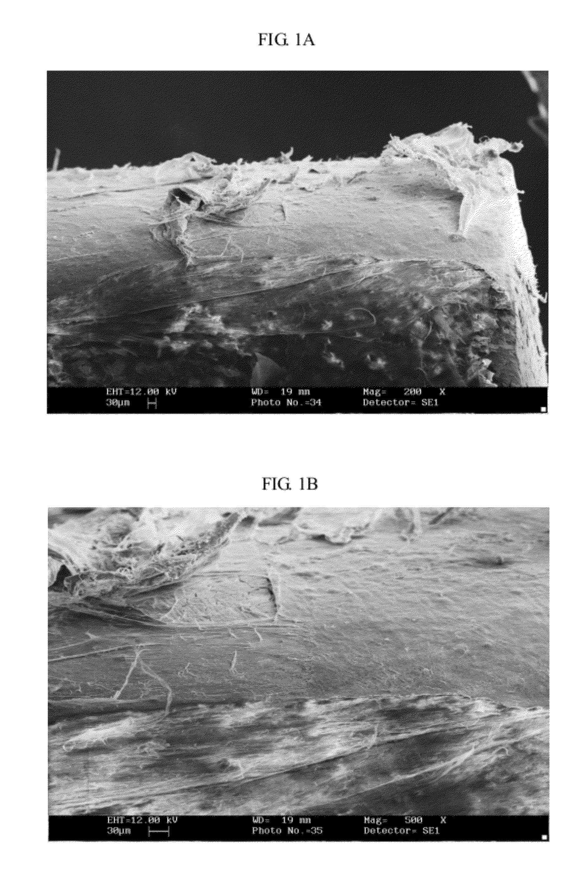 Implant for Tissue Engineering