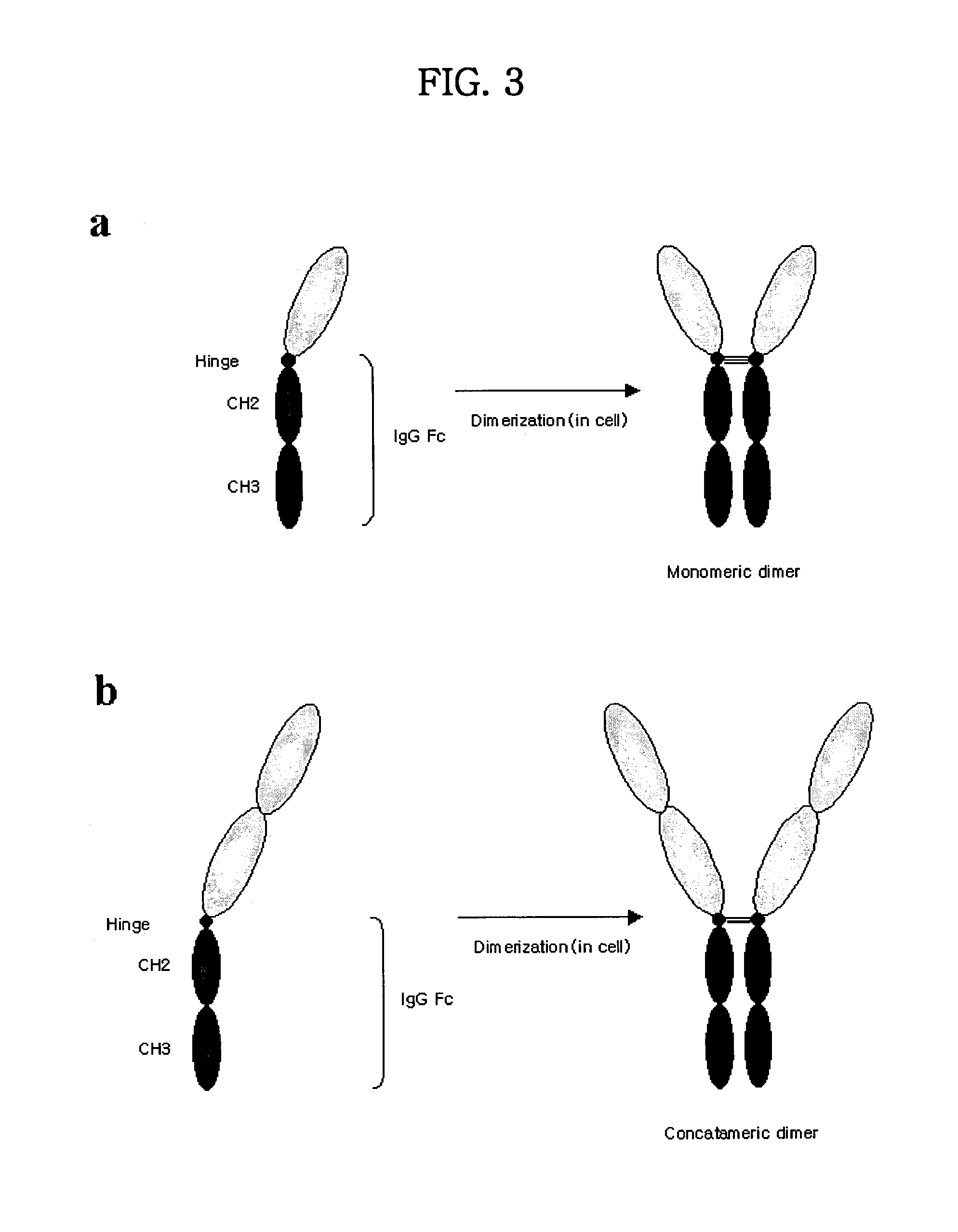 Tetravalent etanercept