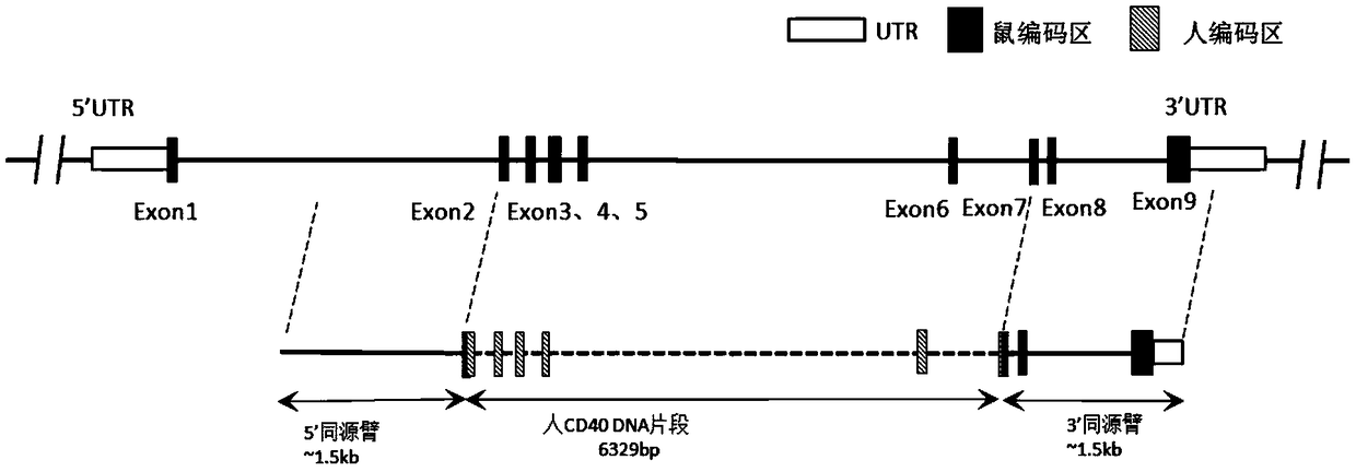 Preparation method and application of humanized CD40 gene remolding animal model