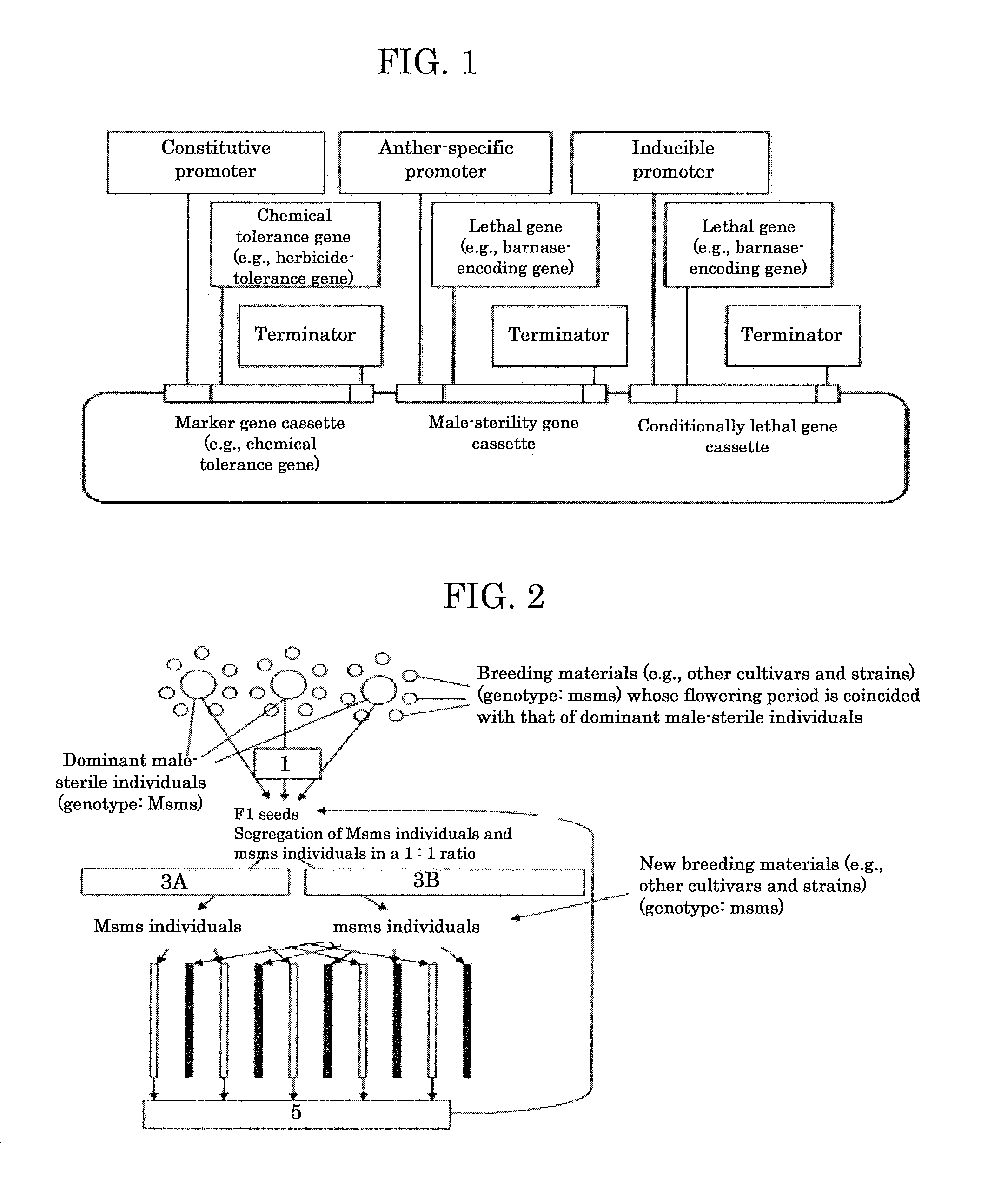 Genome shuffling method for autogamous plants utilizing dominant male sterility obtained by gene engineering technique, and recurrent selection breeding system based on the genome shuffling method