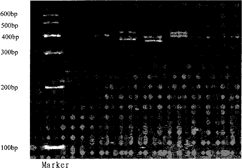 Construction method of Portunus trituberculatus fast-growth strain