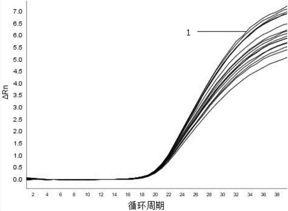 Method, primer pair, target probe, internal standard probe and kit for detecting Cronobacter sakazakii