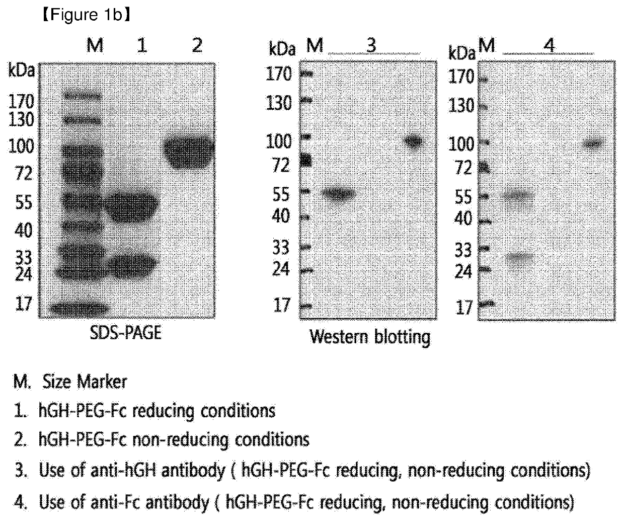 Protein complex by use of a specific site of an immunoglobulin fragment for linkage