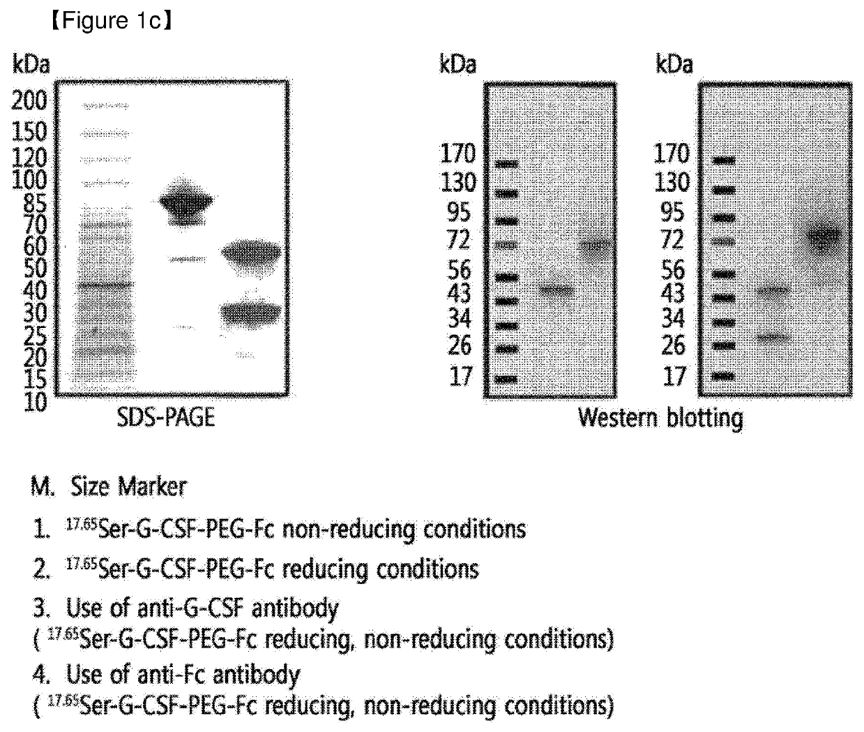 Protein complex by use of a specific site of an immunoglobulin fragment for linkage