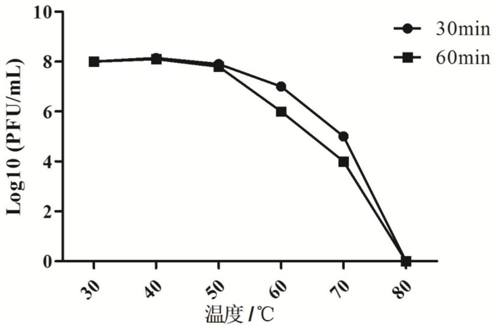 T4SS targeted bacteriophage vBEcoMX4 and application thereof