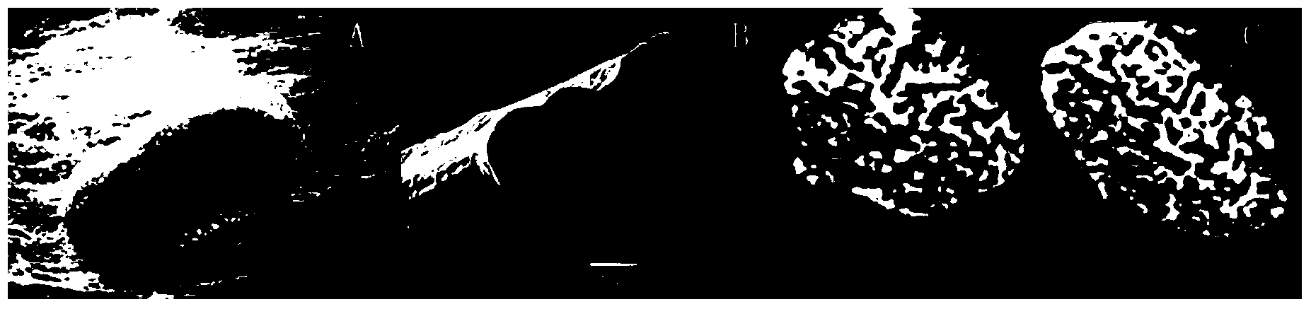 Tissue engineered artificial nerve and preparation method thereof