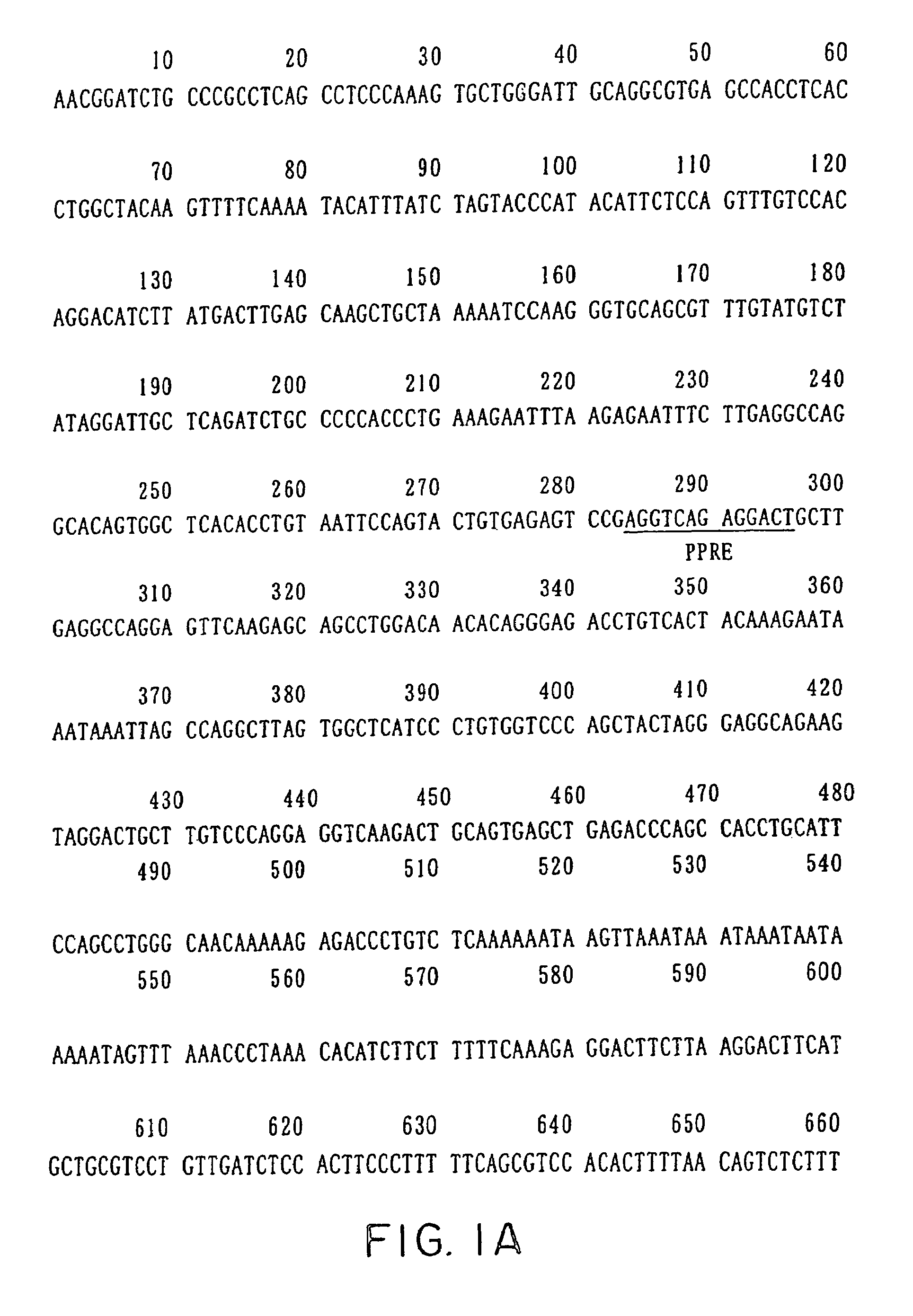 Ucp-2 promoter and use thereof