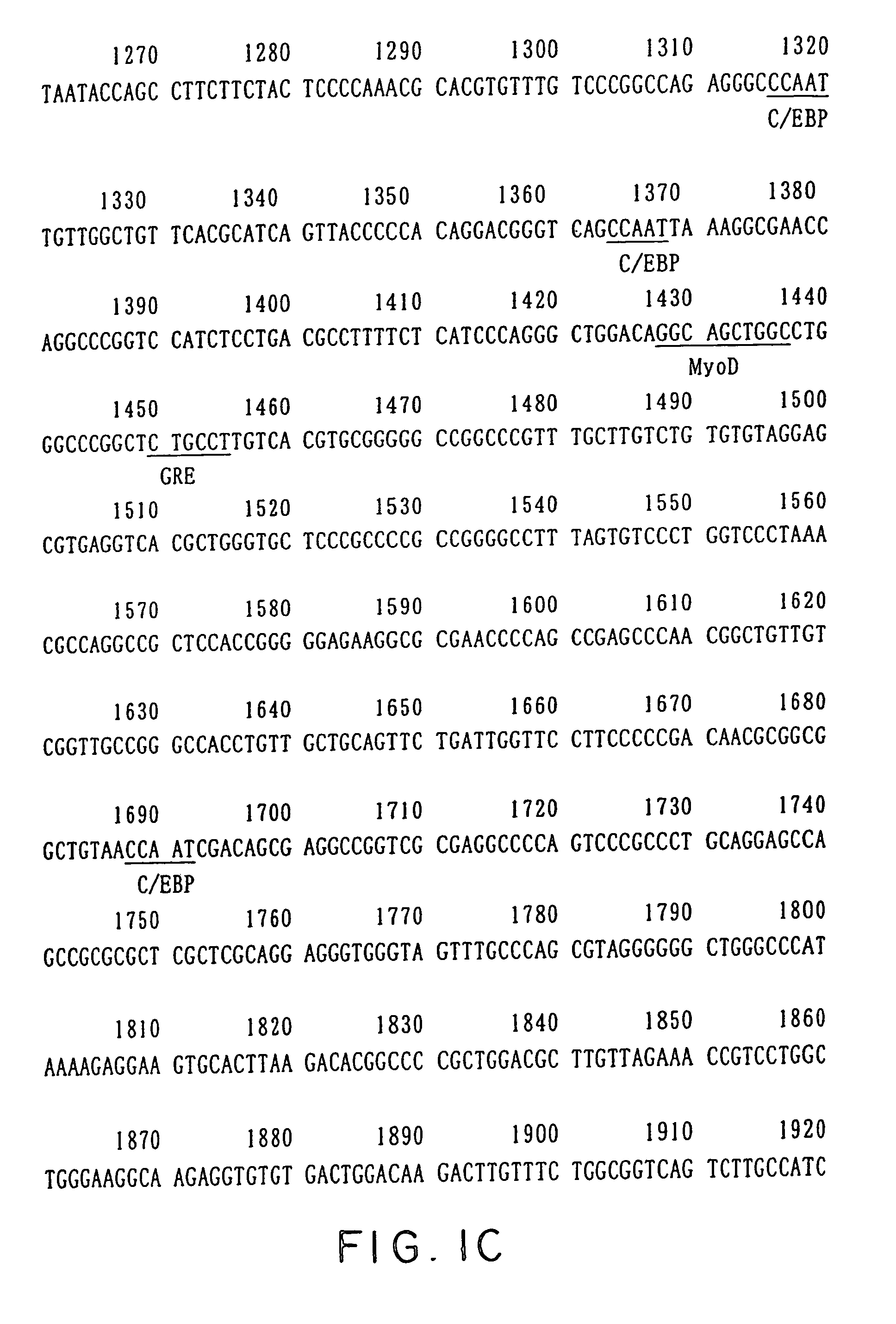 Ucp-2 promoter and use thereof