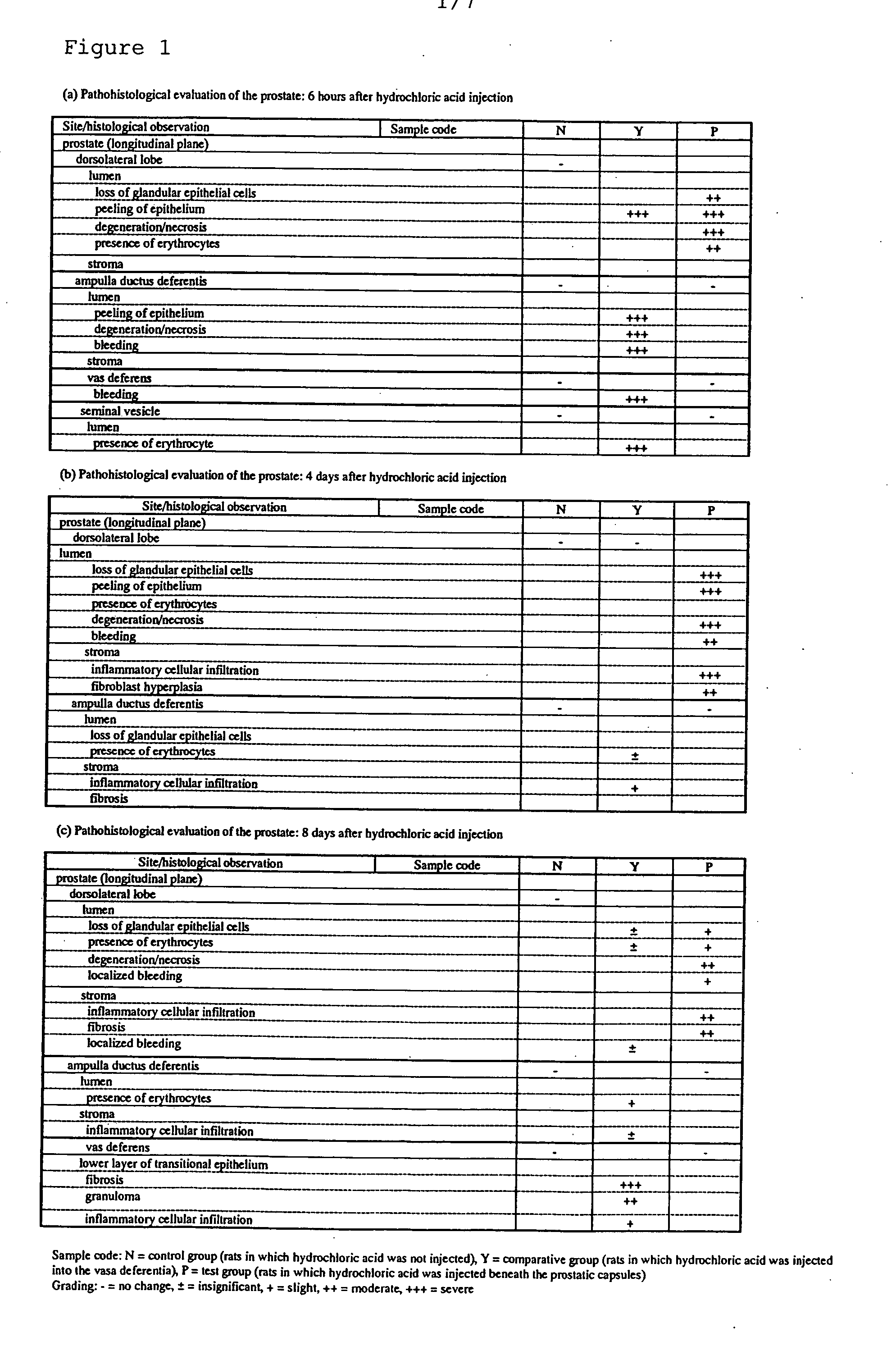 Nonbacterial prostatitis model animal