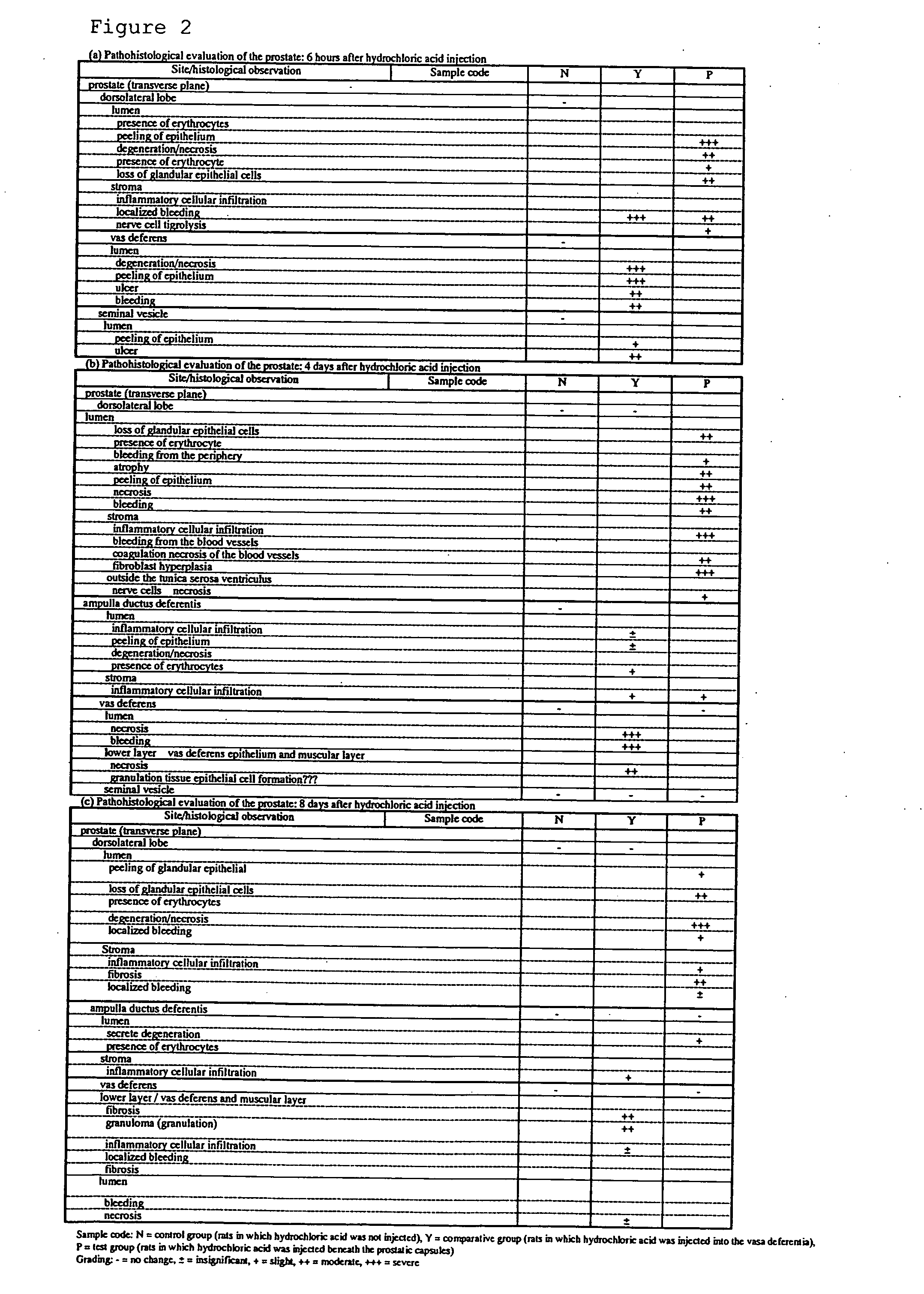 Nonbacterial prostatitis model animal