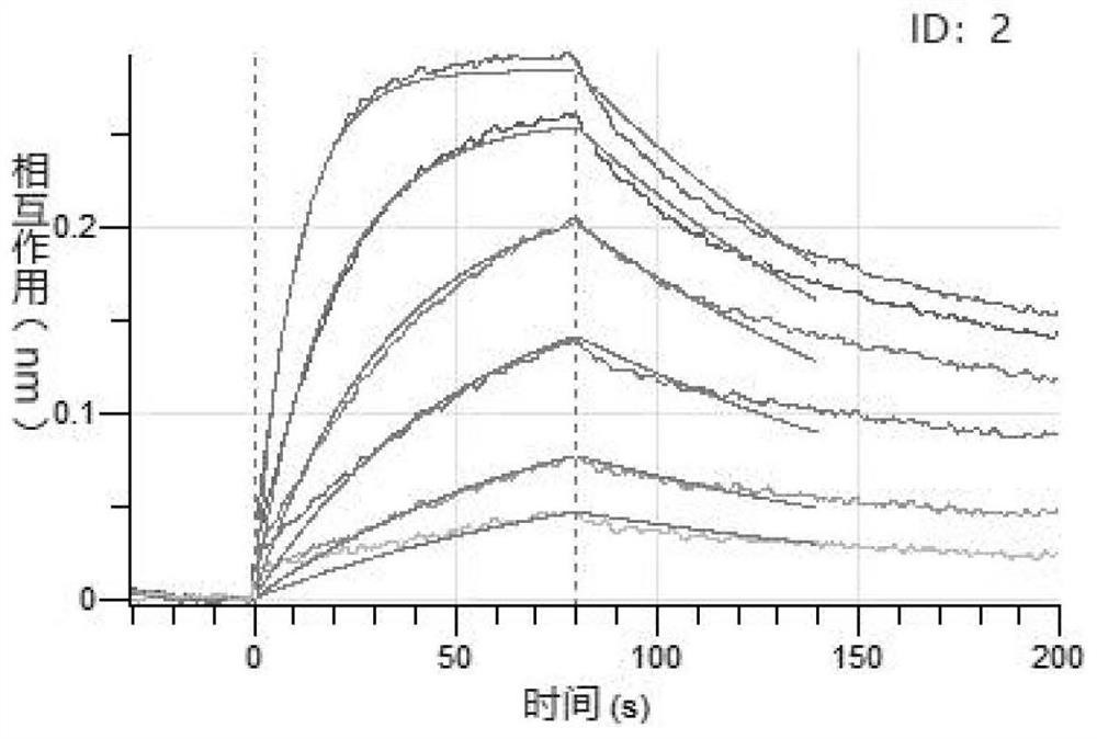 High-affinity human angiotensin converting enzyme 2 (ACE2) mutant and application thereof