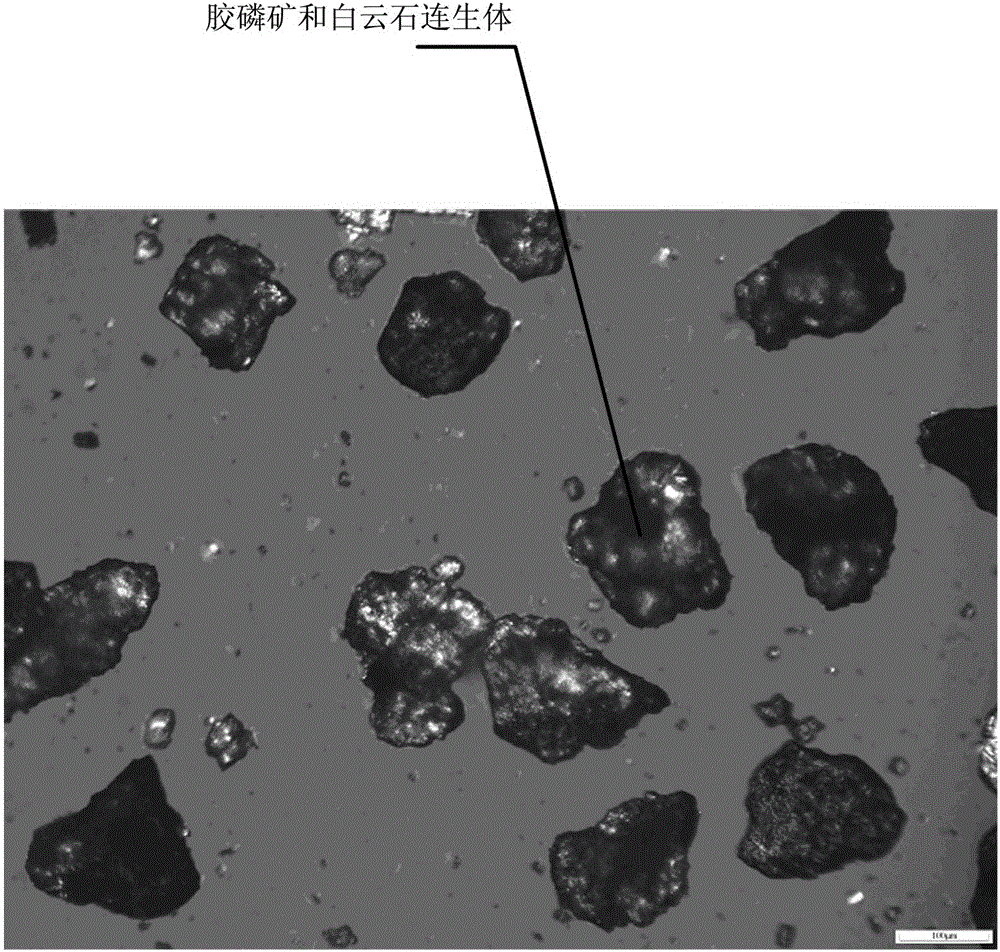 A technology for reducing the grade of collophosite flotation tailings