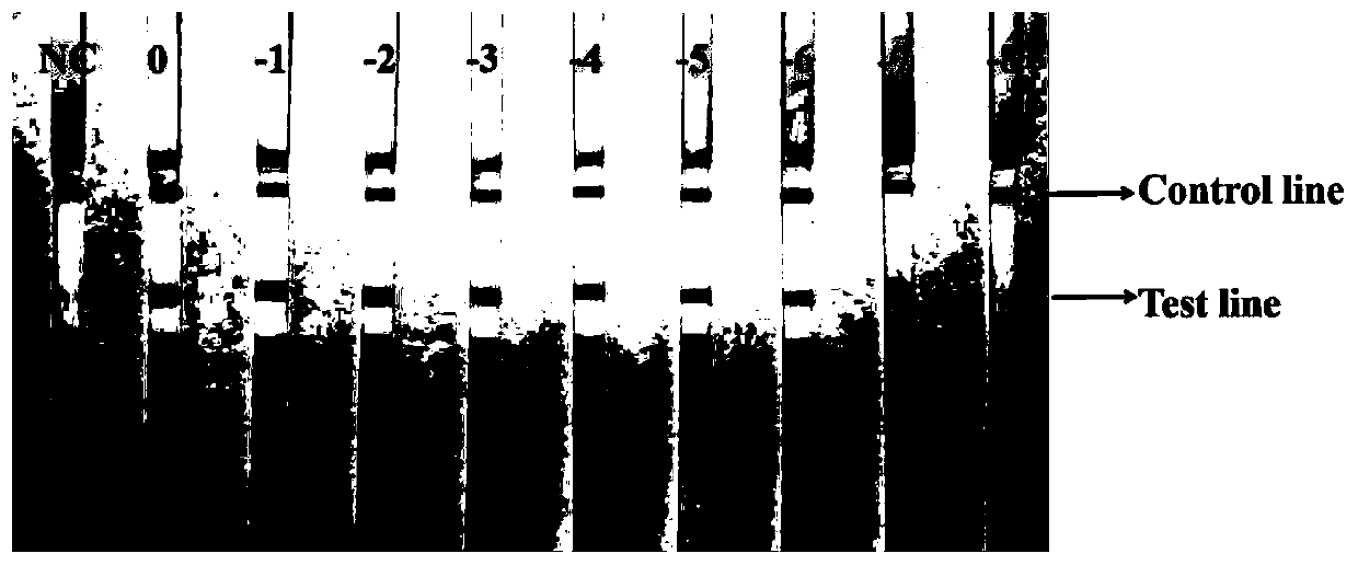 Primer for detecting sulfate reducing bacteria in jet fuel, application and detection method