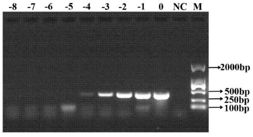 Primer for detecting sulfate reducing bacteria in jet fuel, application and detection method