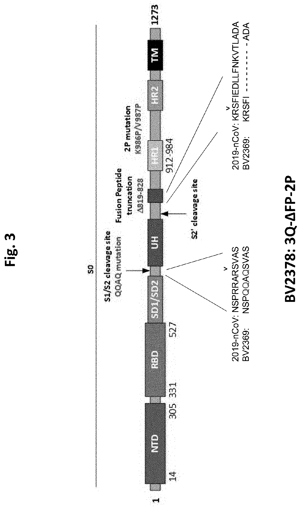 Coronavirus vaccine formulations