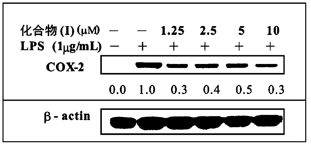 Application of benzoquinone compounds in improving antioxidase expression to suppress pathology phenomena related to inflammations