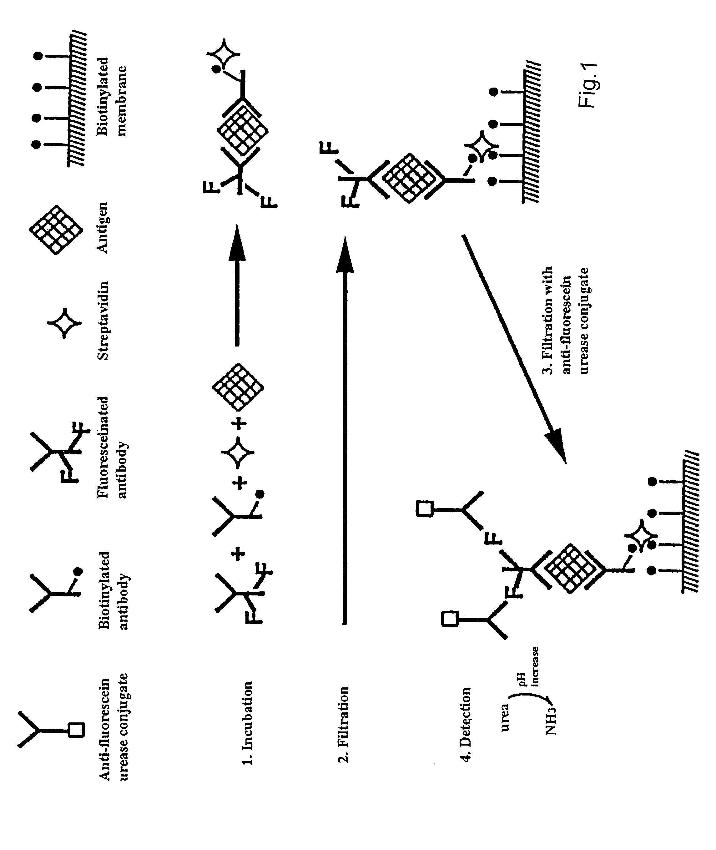 Genetically biotinylated recombinant antibody in immunofiltration assay by light addressable potentiometric sensor for identification of Venezuelan equine encephalitis virus