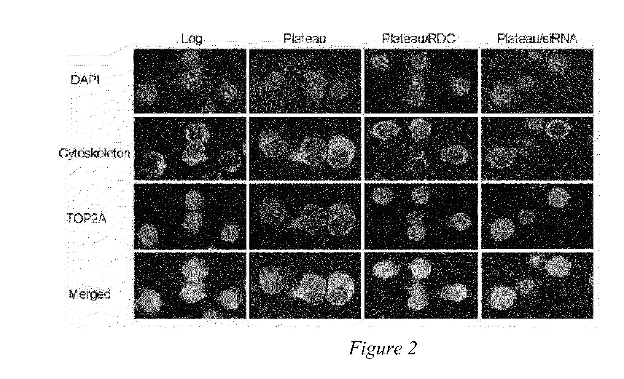 Nuclear export inhibitors of topoisomerase ii alpha