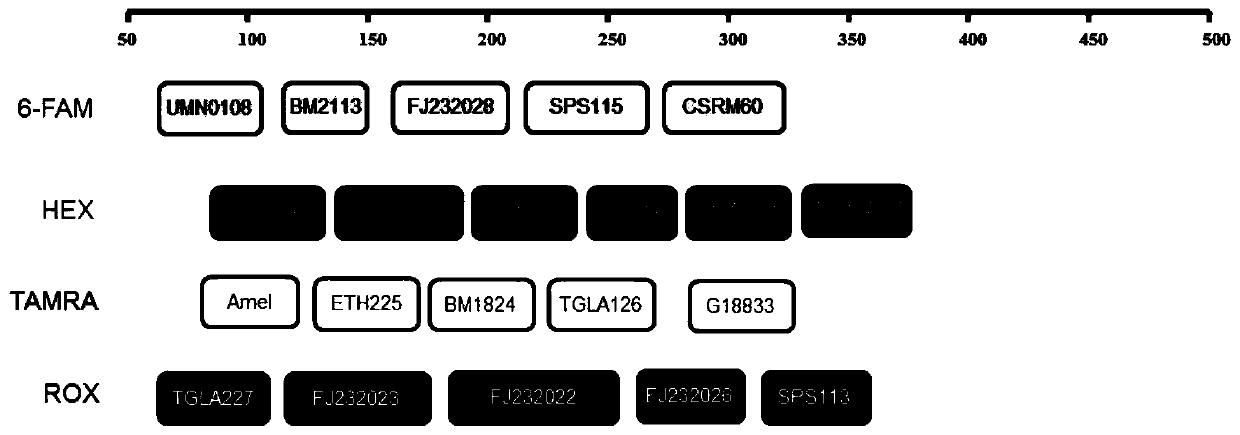 Multiplex amplification kit for cattle paternity identification and individual identification and application thereof