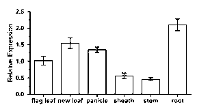 Rice stress resistance related gene OsPP2C44 and coded protein and application thereof