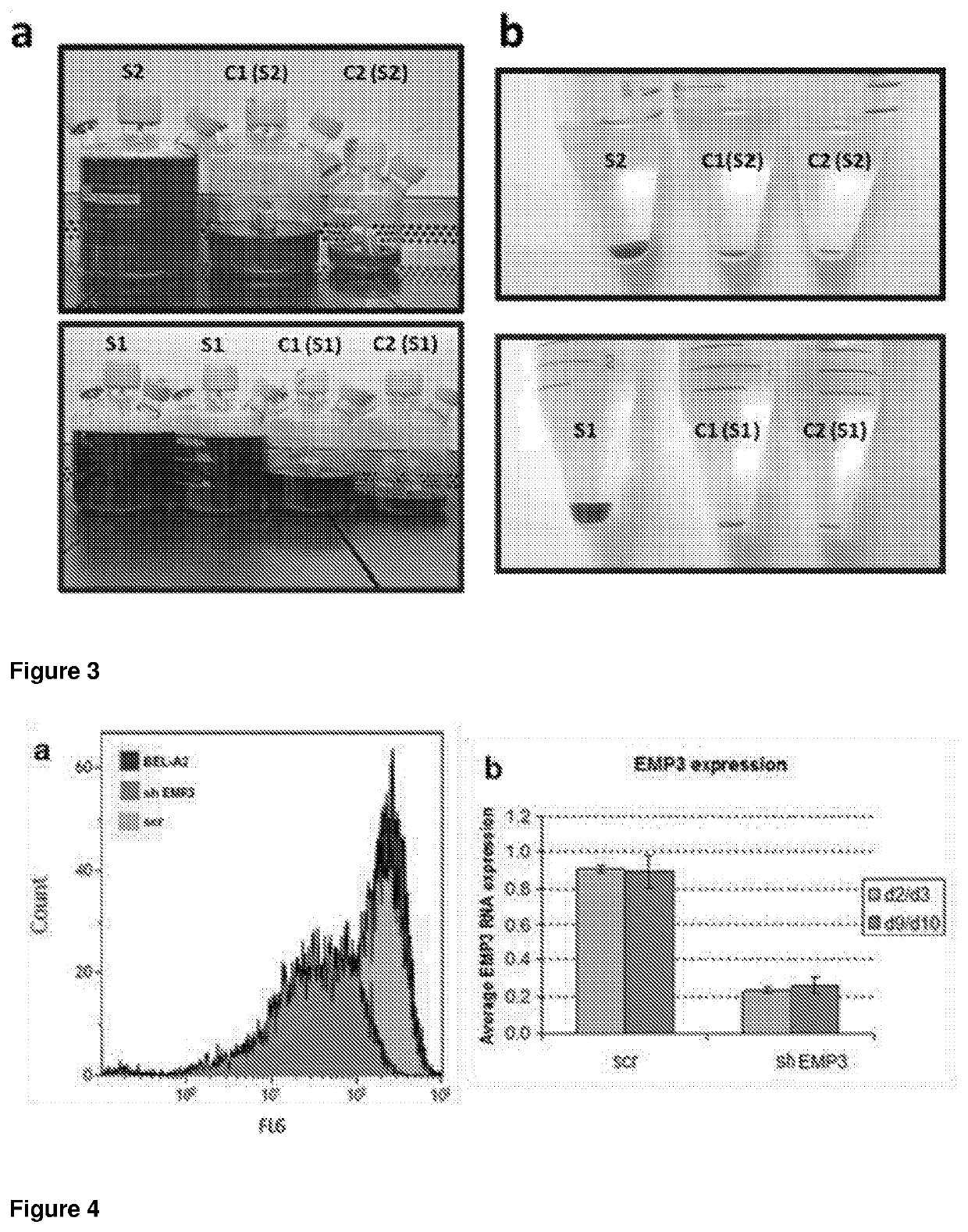 Method for Producing Erthyroid Cells