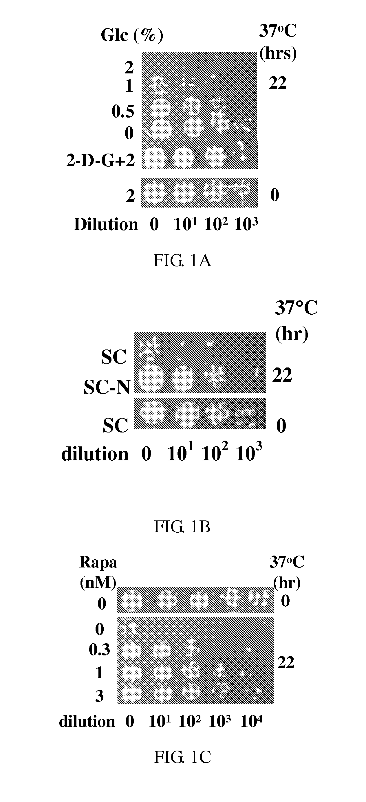 Novel Anti-aging agents and methods to identify them