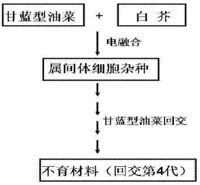 Method for breeding cytoplasmic male sterile material of brasica napus