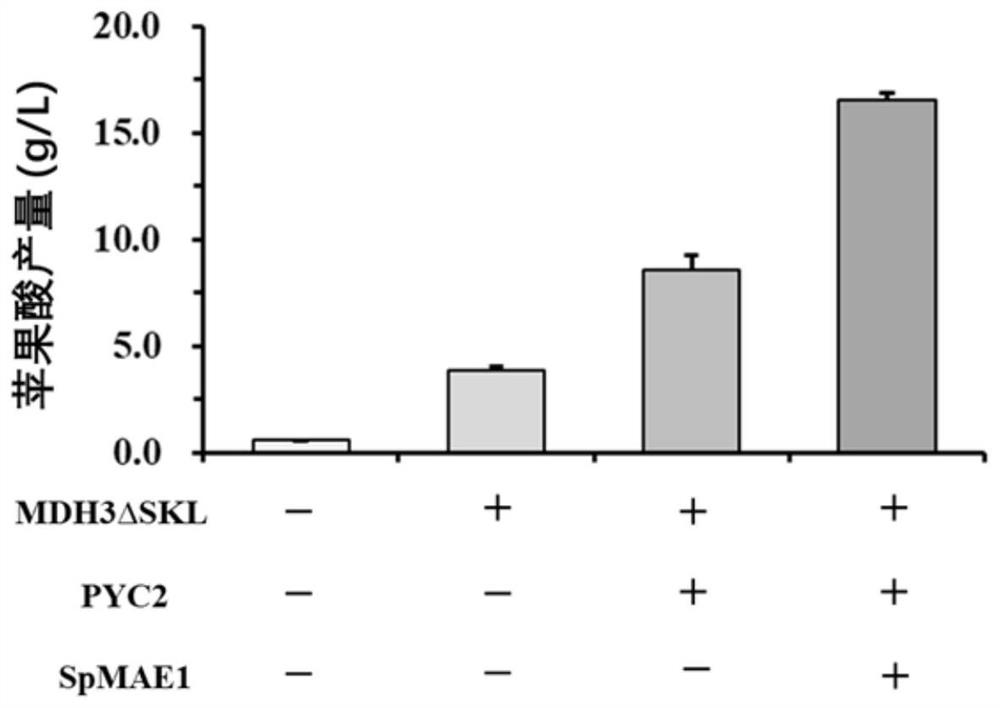 Acid-resistant saccharomyces cerevisiae and application thereof in preparation of organic acid