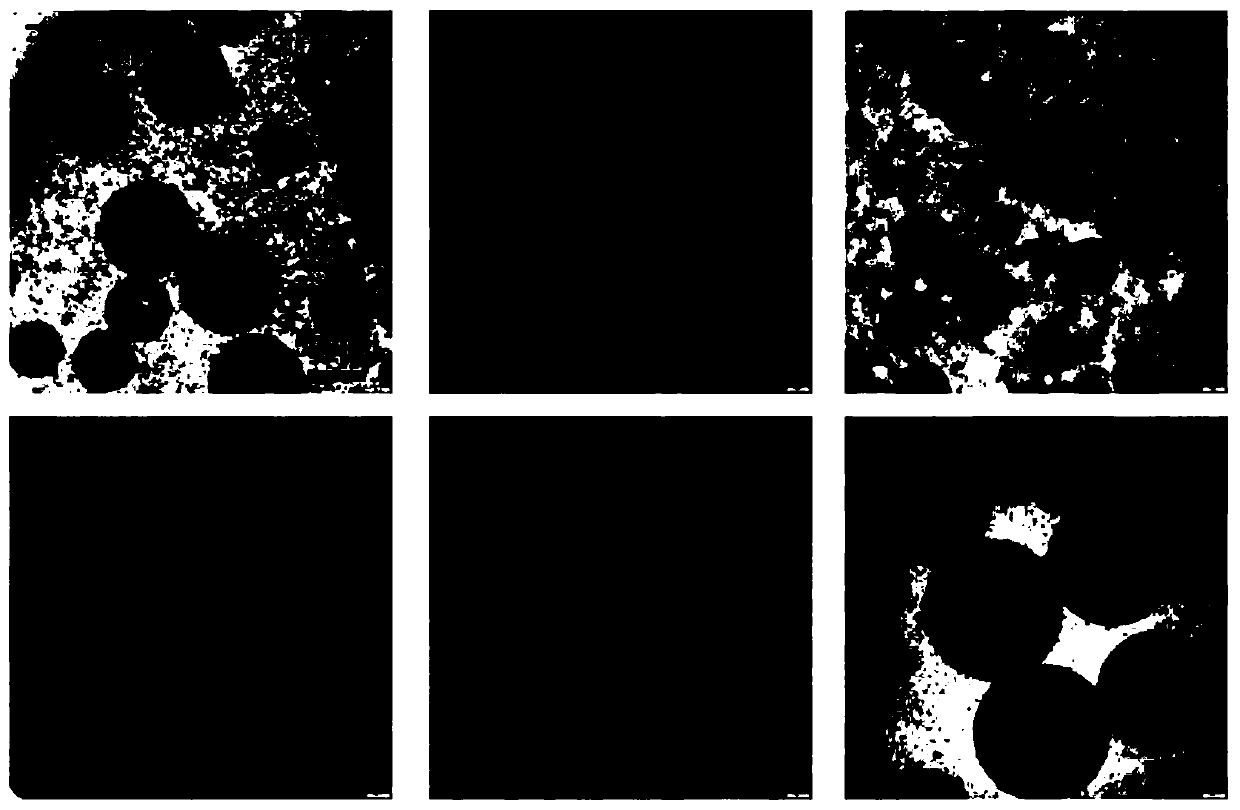 Preparation method and application of novel large-size Pickering emulsion