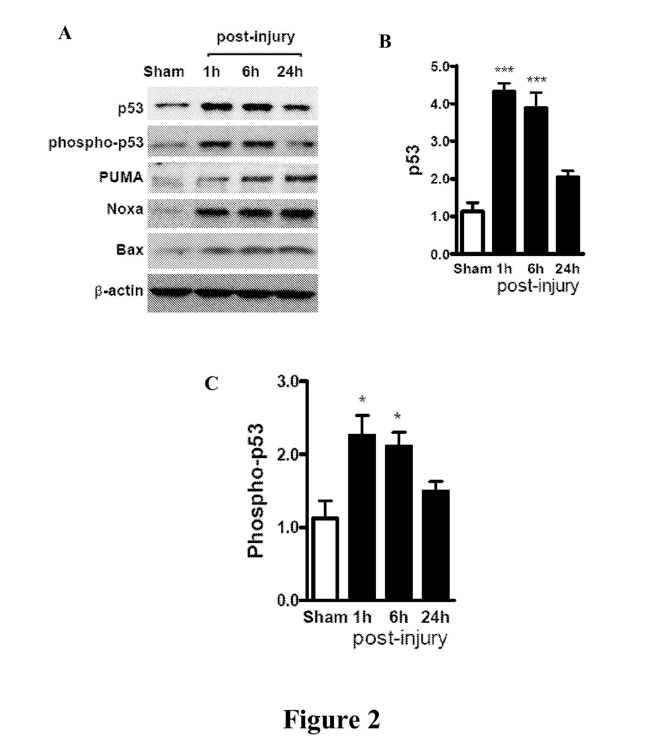 USE OF miR-23a-3p AND/OR miR-27a-3p MIMICS AS THERAPEUTIC AGENTS FOR INHIBITION OF NEURONAL APOPTOSIS FOLLOWING BRAIN INJURY