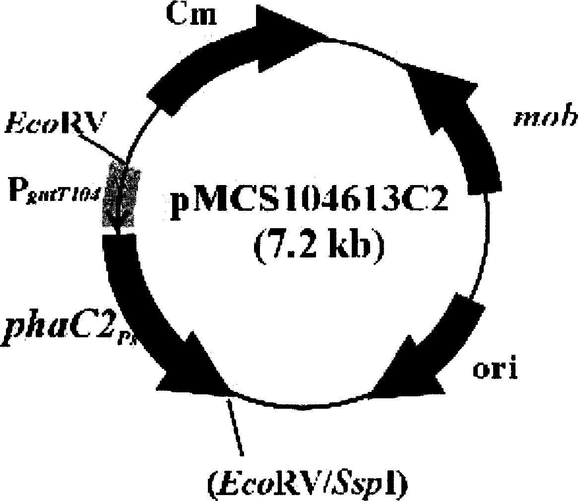 Process for prepn. of polyhydroxy alkanoate by using maoC gene