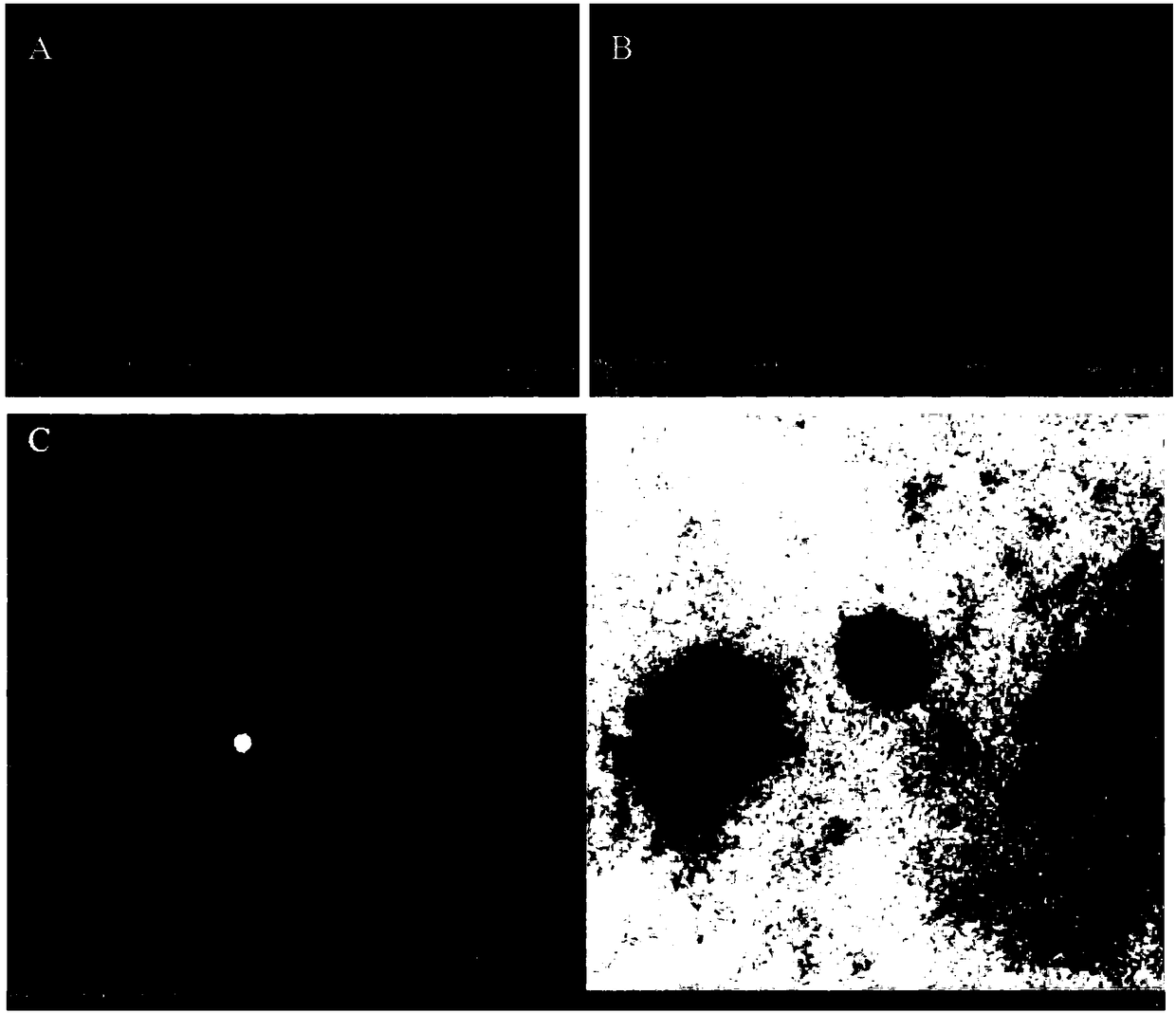 Method for extracting and enriching radix curcumae longae