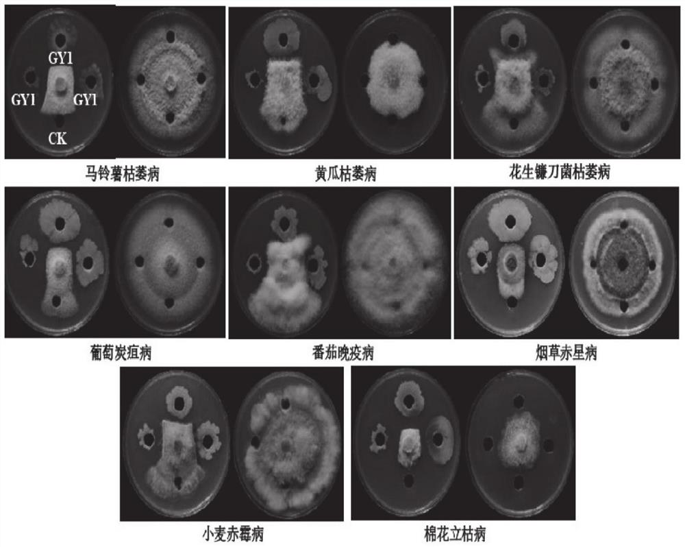 Bacillus velezensis as well as microbial inoculum and application thereof