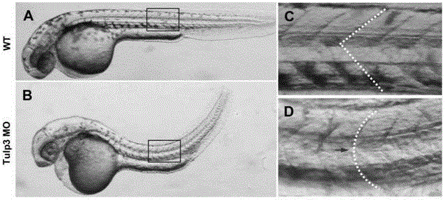 Building method and use of antineoplastic compound screening model