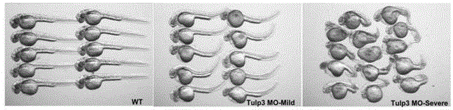 Building method and use of antineoplastic compound screening model