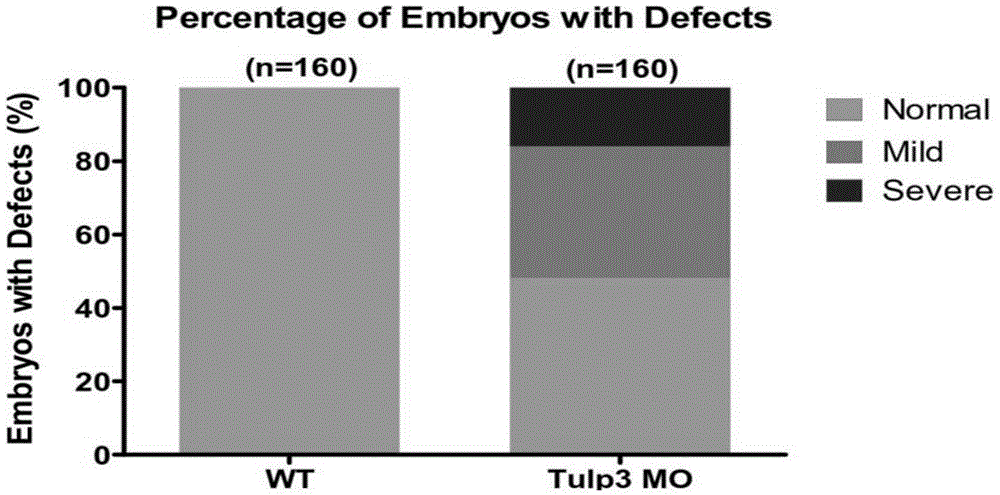 Building method and use of antineoplastic compound screening model