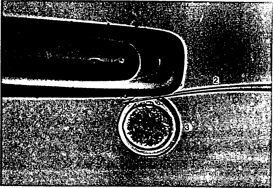 Method for producing human cloned embryos by employing inter-species nuclear transplantation technique