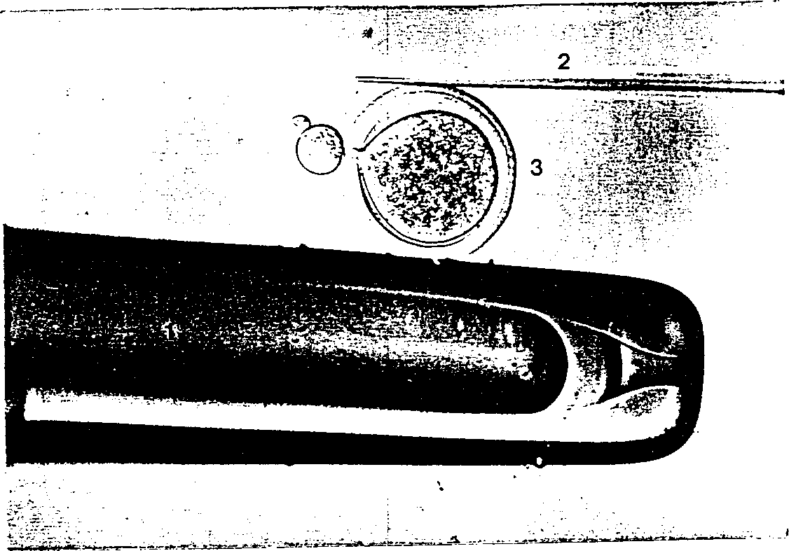 Method for producing human cloned embryos by employing inter-species nuclear transplantation technique