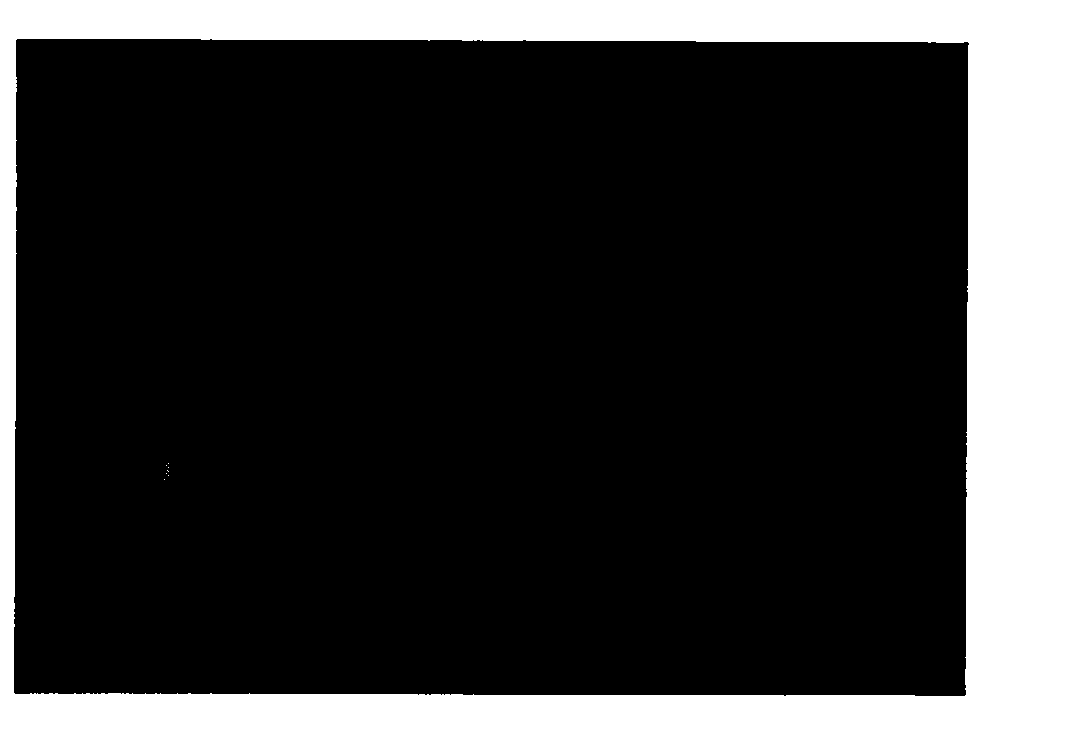 Method for using fluorescent silicon dioxide to display laten fingerprint