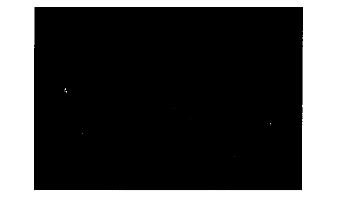 Method for using fluorescent silicon dioxide to display laten fingerprint